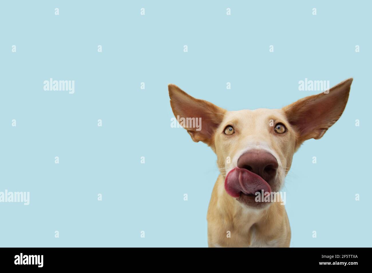 Lustiger Hund leckt seine Lippen mit großen Ohren Blick auf die Kamera.  Isoliert auf blauem pastellfarbenem Hintergrund Stockfotografie - Alamy