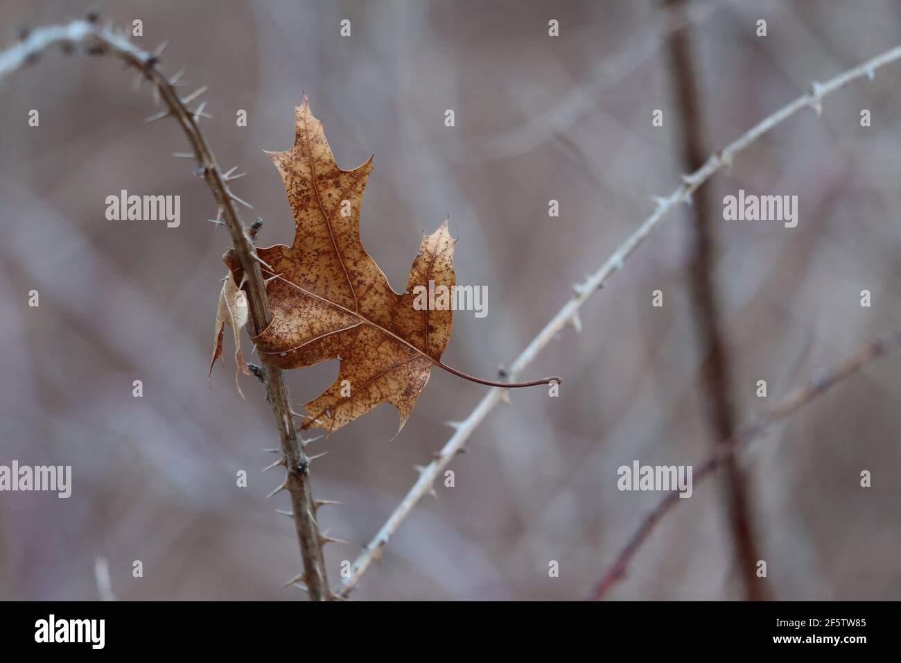 Ein gefallenes Blatt, das auf einem dornigen Ast gefangen ist Stockfoto