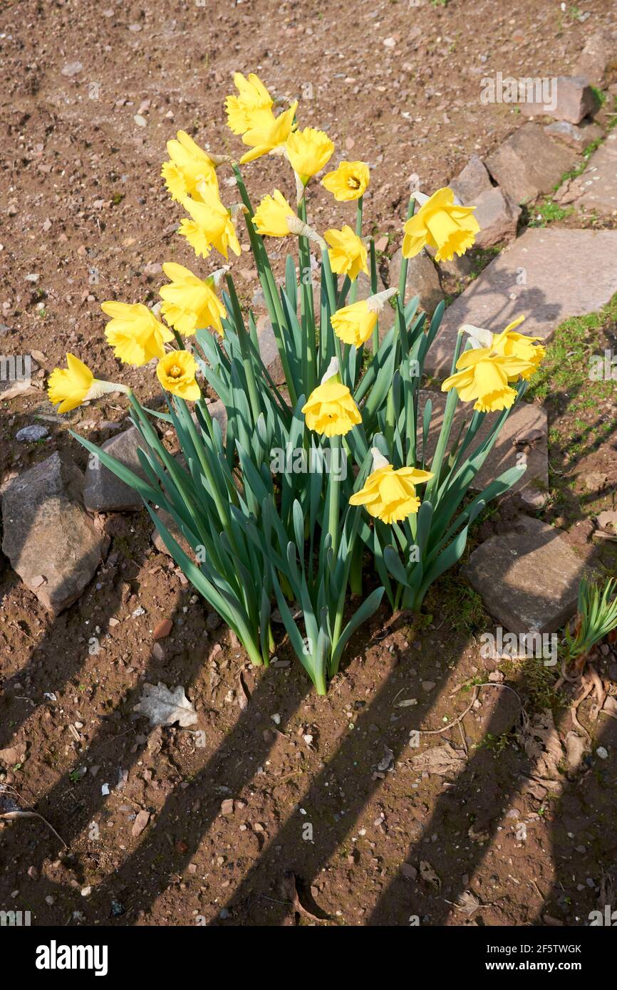Narcissus pseudonarcissus ist eine mehrjährige blühende Pflanze, die als wilder Narzissen oder Lentelilie bekannt ist. Nahaufnahme Stockfoto