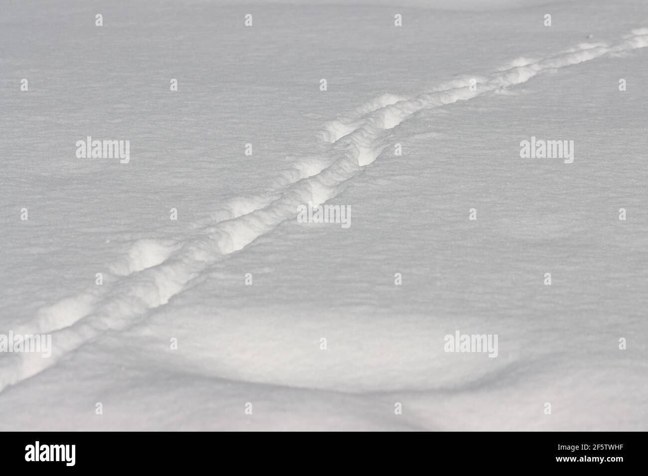 Tierspuren im Tiefschnee Stockfoto