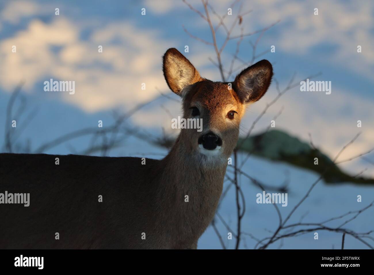 Whitetail doe im Winter Stockfoto
