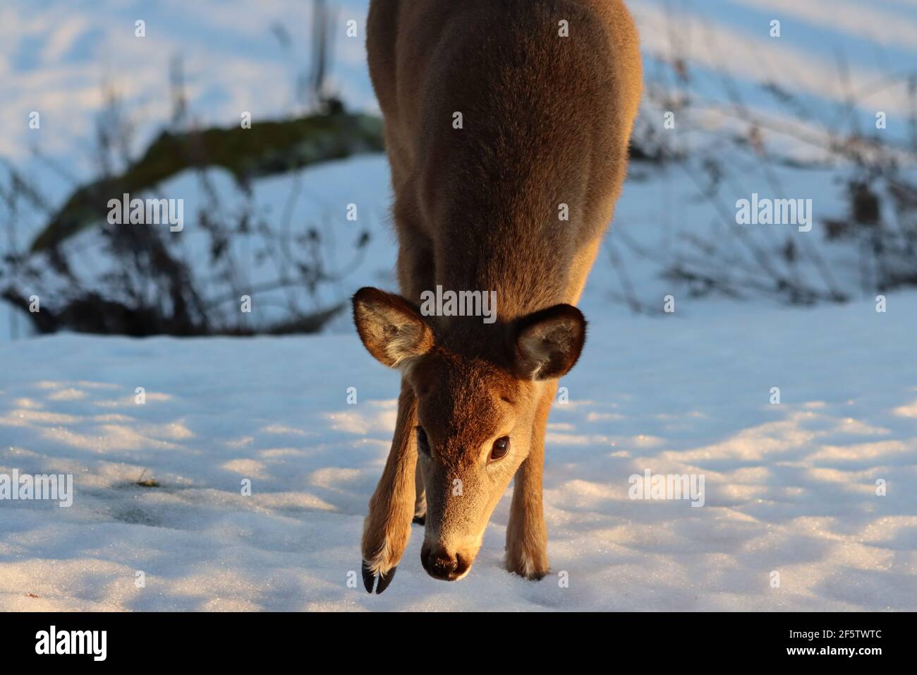 Whitetail doe im Winter Stockfoto