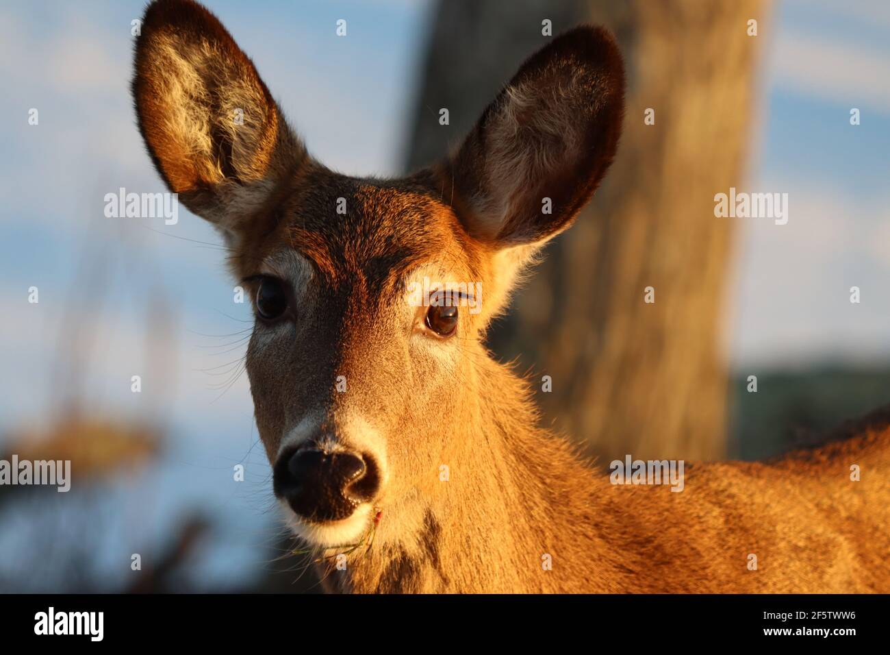 Whitetail doe im Winter Stockfoto