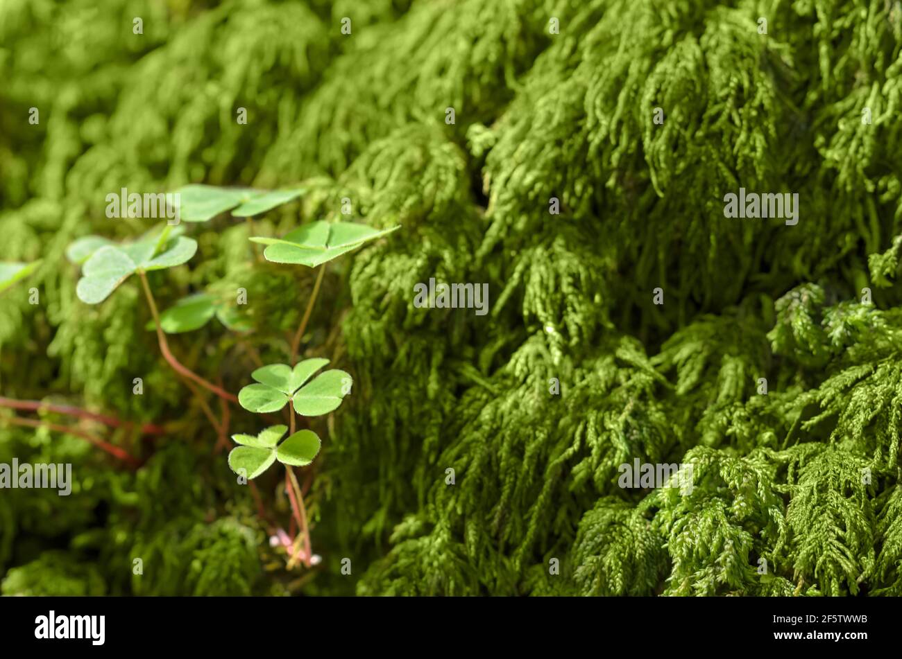 Gemeiner Waldschnäuzer und grünes Moos auf einem Waldboden, an einem sonnigen Sommertag. Oxalis acetosella, manchmal auch als Kleeblatt bezeichnet. Stockfoto