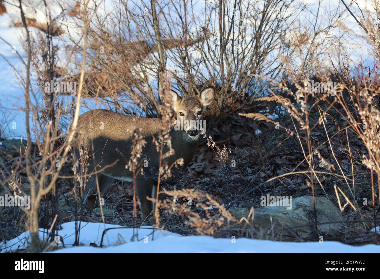 Whitetail doe im Winter Stockfoto