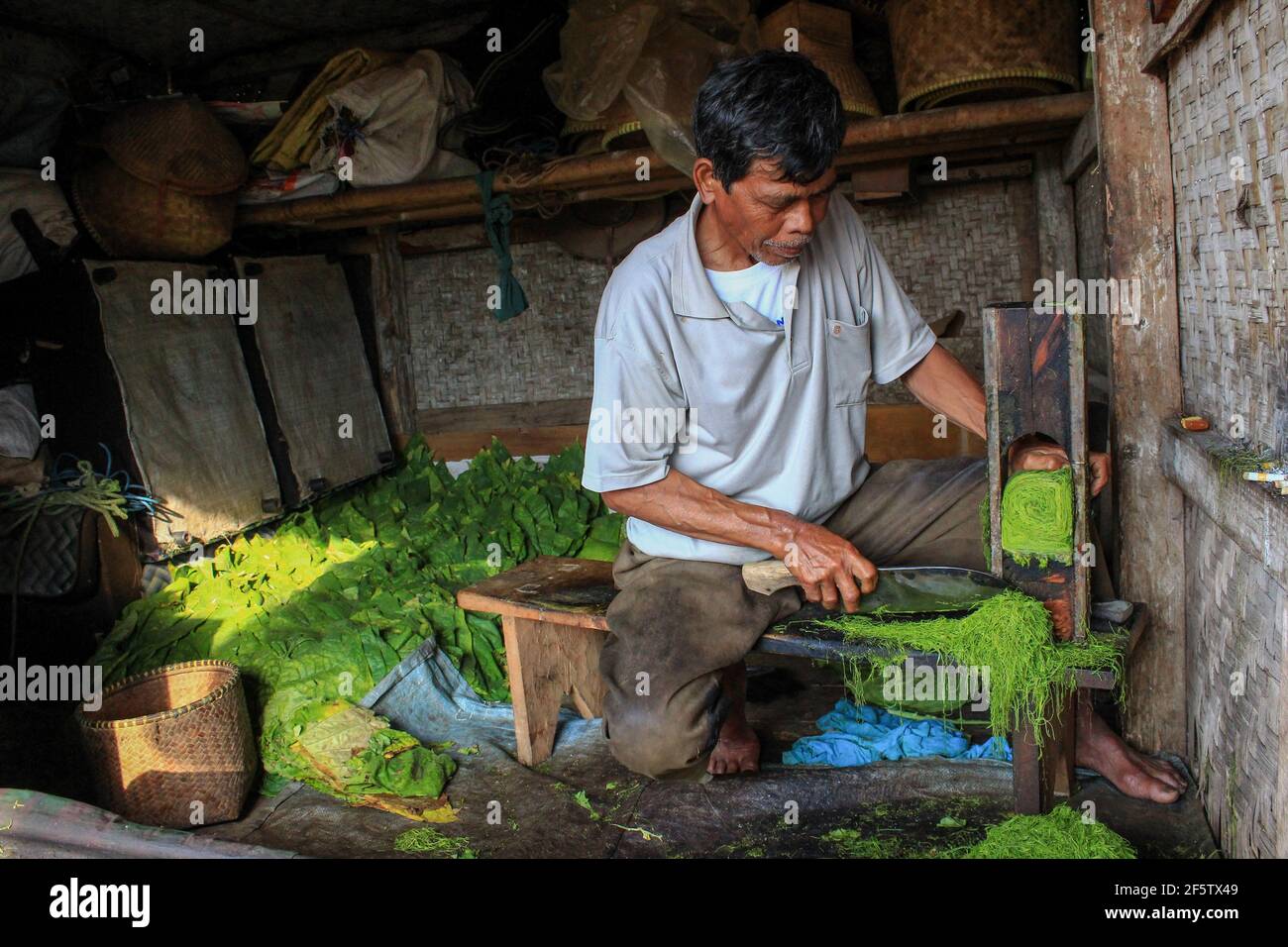 Ein Landwirt schneidet zusammengerollte Tabakblätter in Sumedang. Banyuresmi Village, Sumedang Regency ist nach Garut als das zweitgrößte Tabakanbaugebiet in West-Java bekannt. Die Mehrheit der Einwohner dieses Dorfes wählt, als Tabakbauern zu arbeiten, die von Generation zu Generation praktiziert wurden. Wenn wir dieses Dorf besuchen, werden wir sehen, wie weite Flächen des Tabaktrocknungsprozesses unter der Sonne die Dorfstraßen, Dächer, Terrassen des Hauses füllen. Dieses Dorf ist in der Lage, die Marktnachfrage aus allen indonesischen Provinzen einschließlich West Java, Bali und Sumatra zu erfüllen. Einige von ihnen wurden sogar ins Ausland exportiert, so Stockfoto