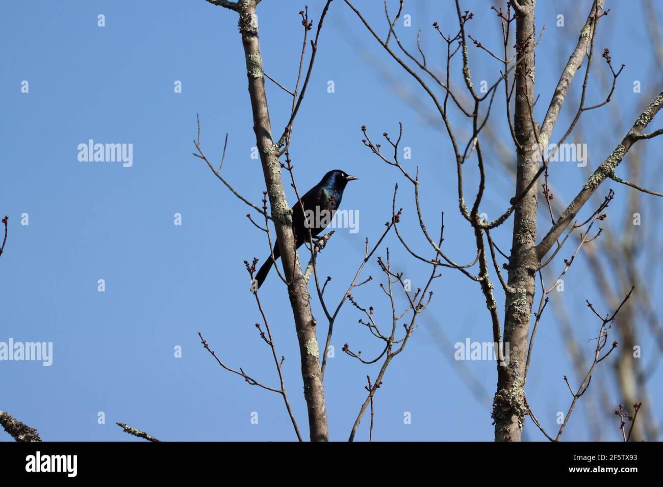 Ein Grackel in einem Baum im späten Winter Stockfoto