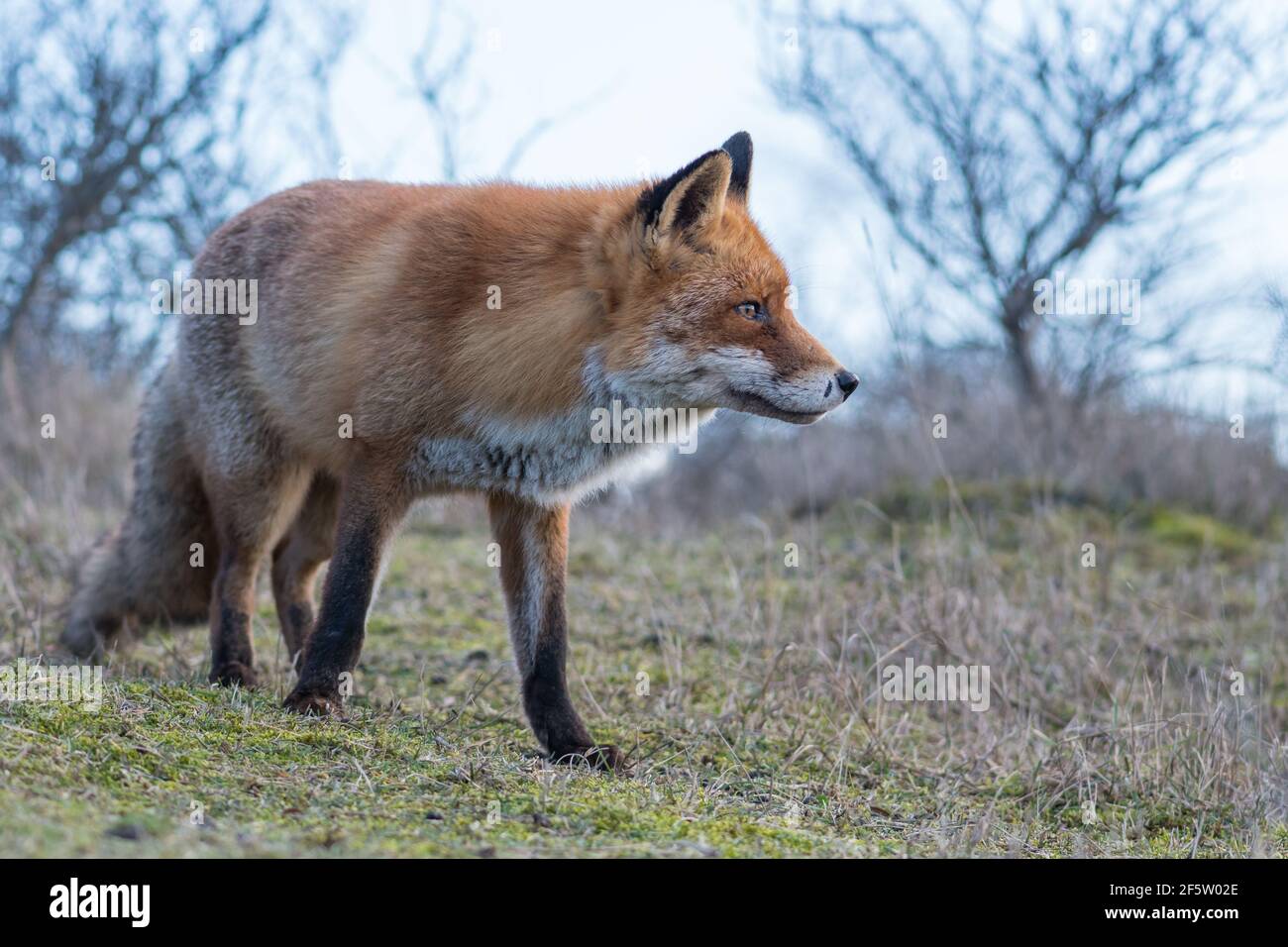 Ein schöner alter Rotfuchs mit Narben an der Nase, fotografiert in den Dünen der Niederlande. Stockfoto