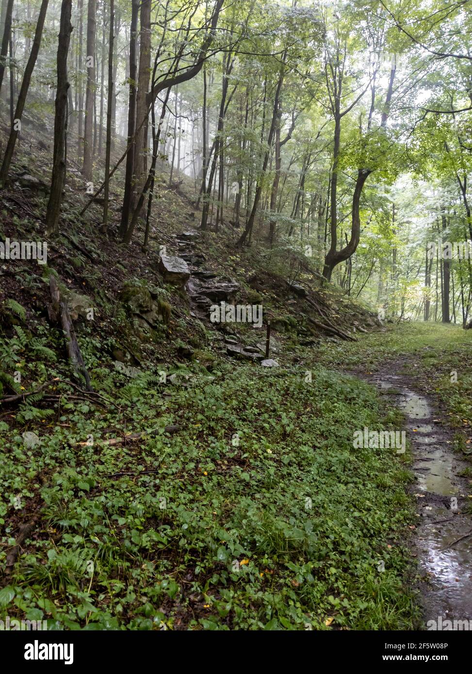 Auf dem 6 bis 10 Trail in fällt einströmender Regen Die Allegheny Mountains von Pennsylvania Stockfoto