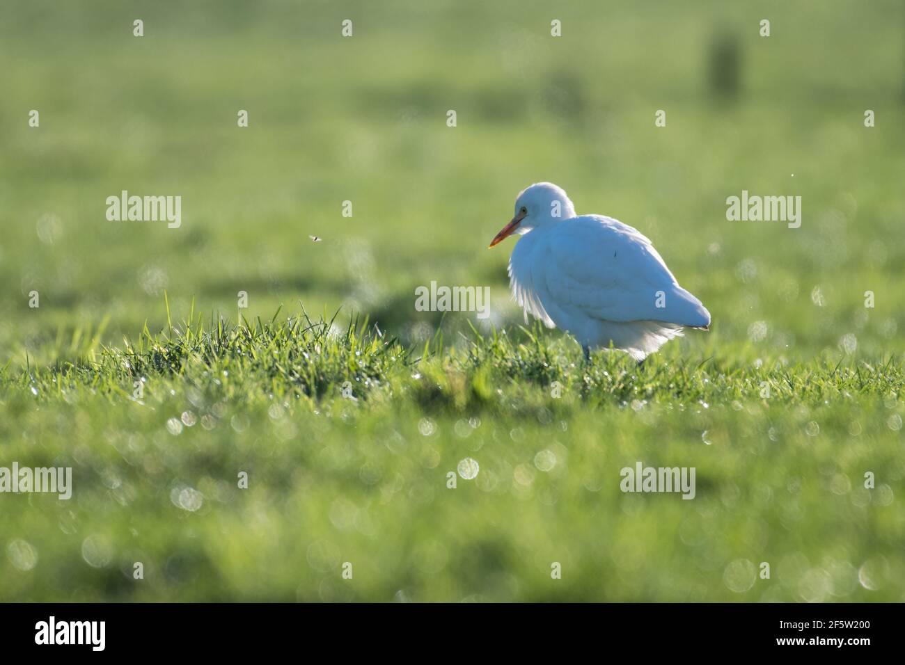 Ein Kuhreiher auf der Weide, fotografiert in den Niederlanden. Stockfoto