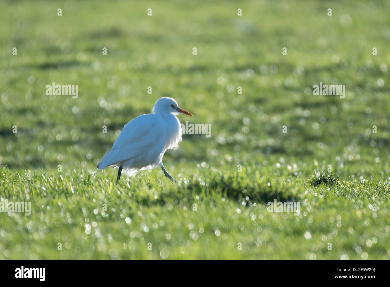 Ein Kuhreiher auf der Weide, fotografiert in den Niederlanden. Stockfoto