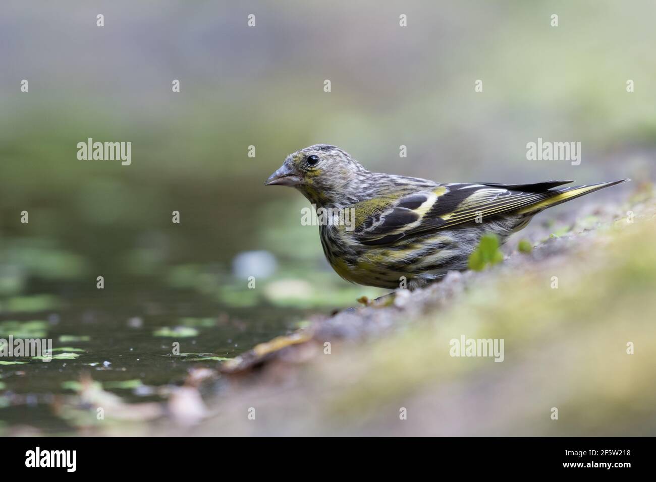 Pinie-Siskin (Spinus pinus) in Goois Natuurreservaat, den Nerherlands. Stockfoto