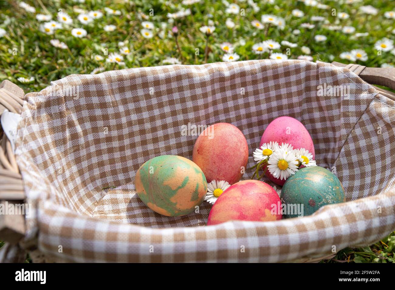 Osterschatzjagd Konzept. Gefärbte Eier mit Gänseblümchen in einem Weidenkorb. Eine Wiese voller Gänseblümchen im Hintergrund. Stockfoto