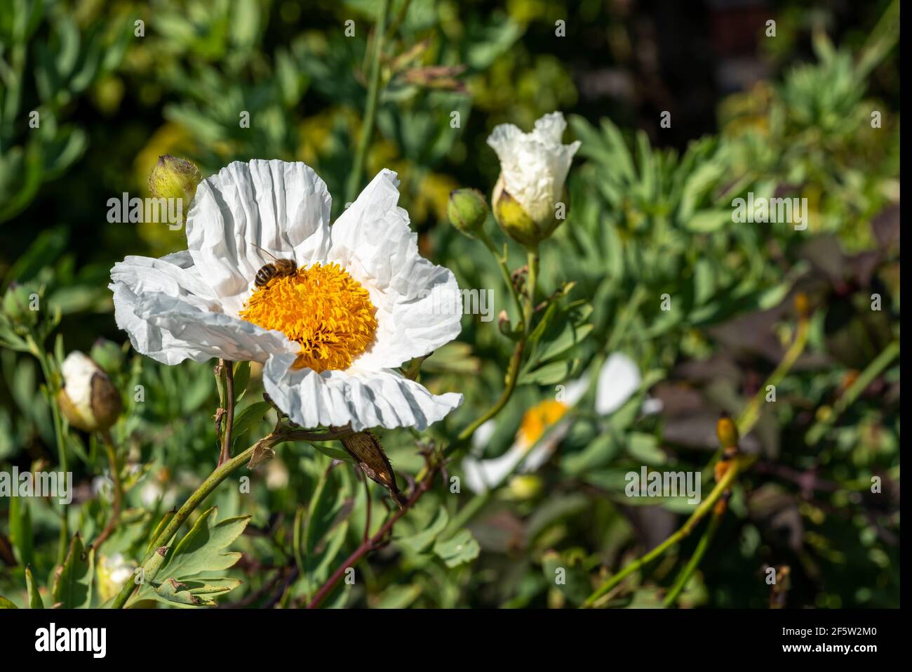 Romneya coulteri mit einer Biene sammeln Pollen für Honig, die Ist eine sommerblühende Pflanze mit einer weißen Sommerblüte Allgemein bekannt als Californian Stockfoto