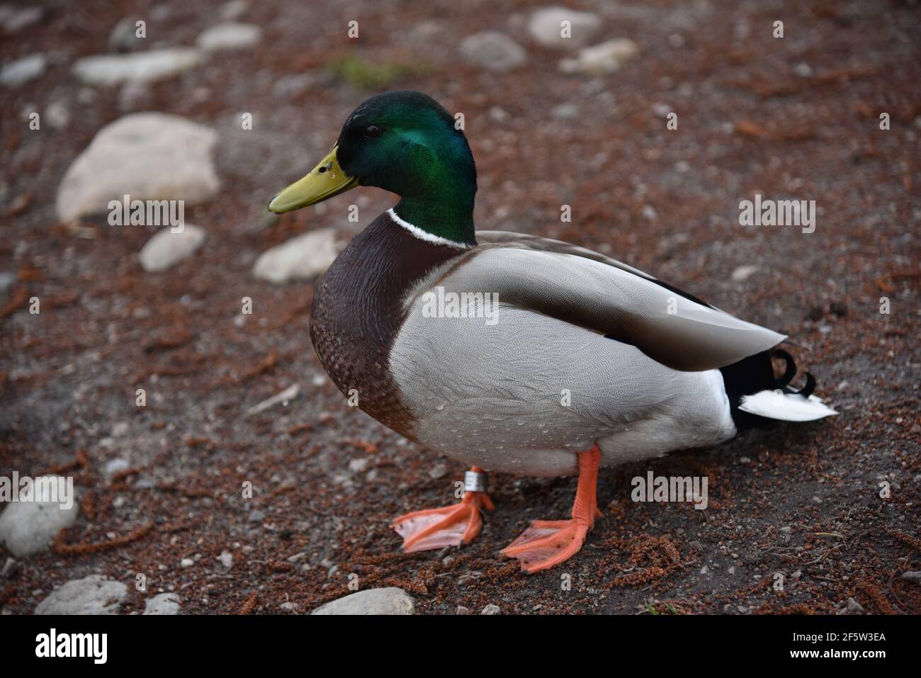 Ente auf dem Teich Stockfoto