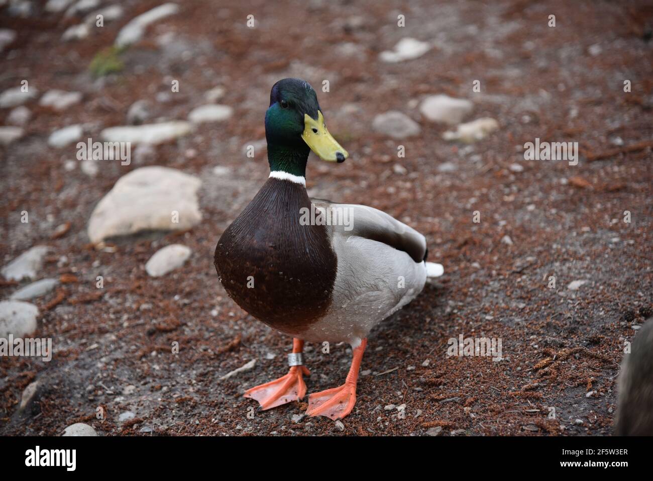 Ente auf dem Teich Stockfoto