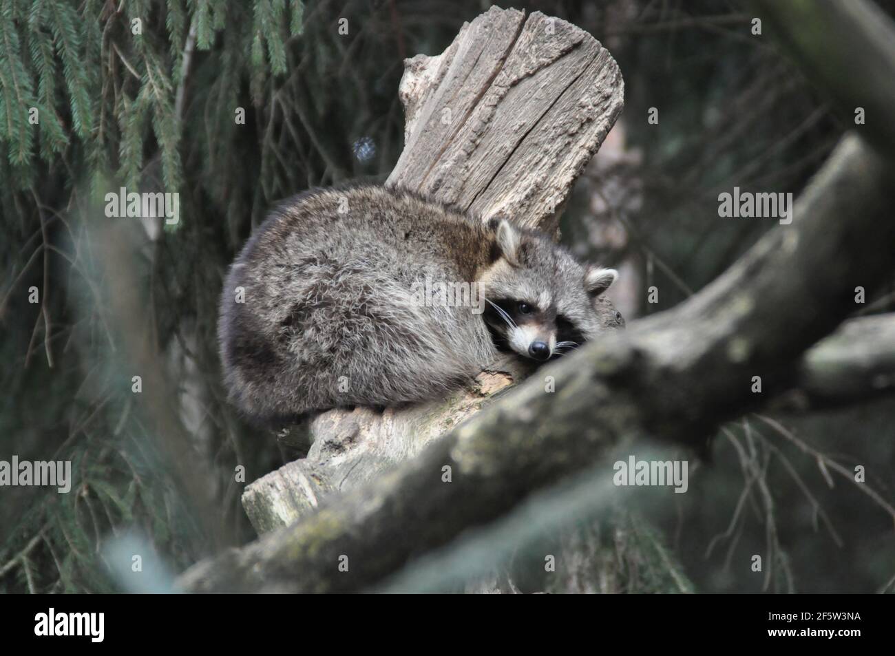 racoon auf einem Baum Stockfoto