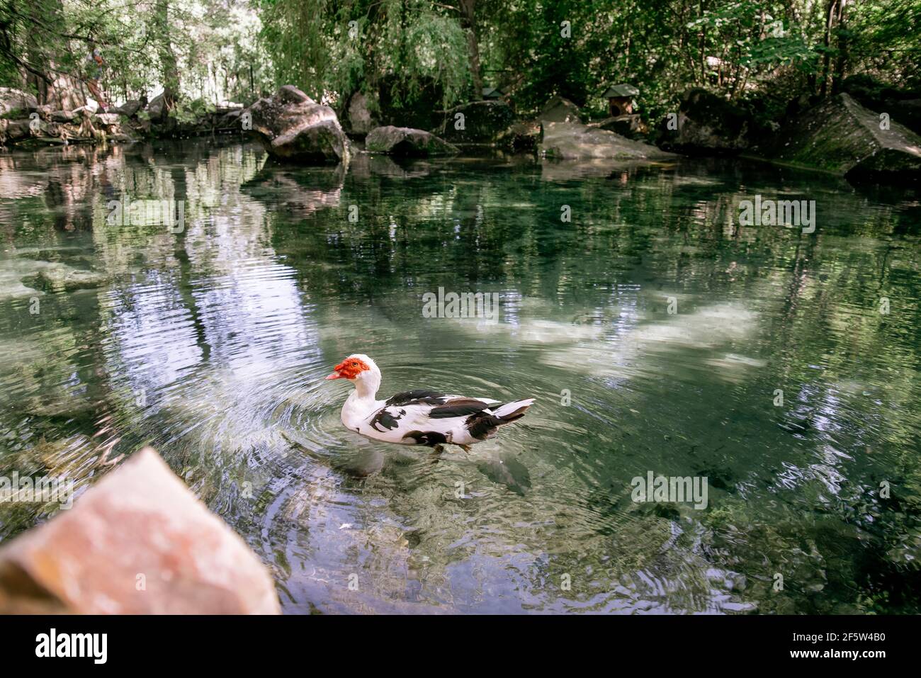 Weiße Ente mit rotem Kopf, die Moskauer Ente, schwimmt im Teich. Die Moskauer Ente, lat. Cairina moschata ist eine große Ente, die in Mexiko und Zentral an beheimatet ist Stockfoto