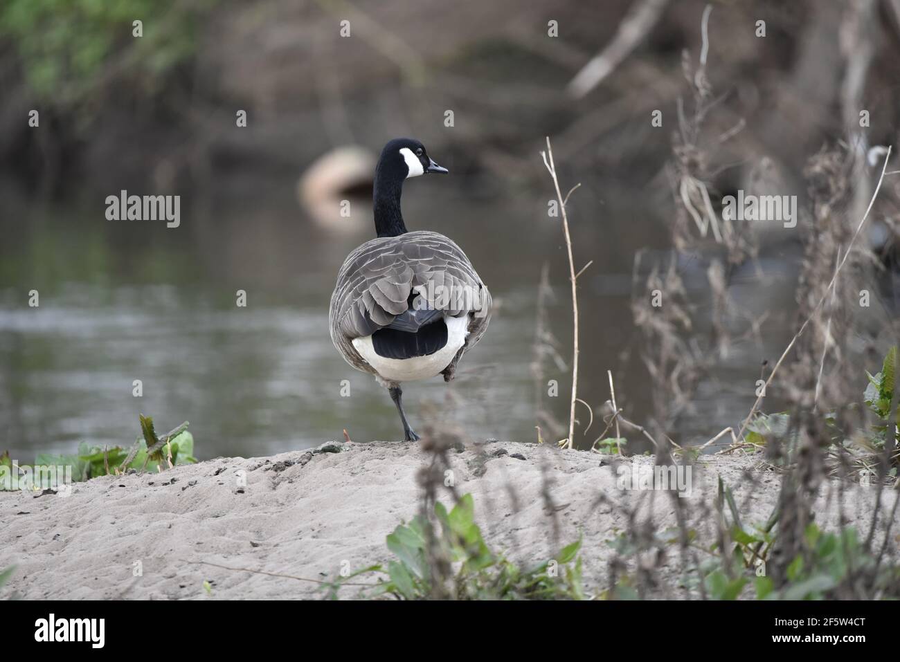 Kanadagans (Branta canadensis) Am Rand eines Sees, der auf dem linken Bein steht Im Frühjahr wurde das rechte Bein in Großbritannien angehoben Stockfoto