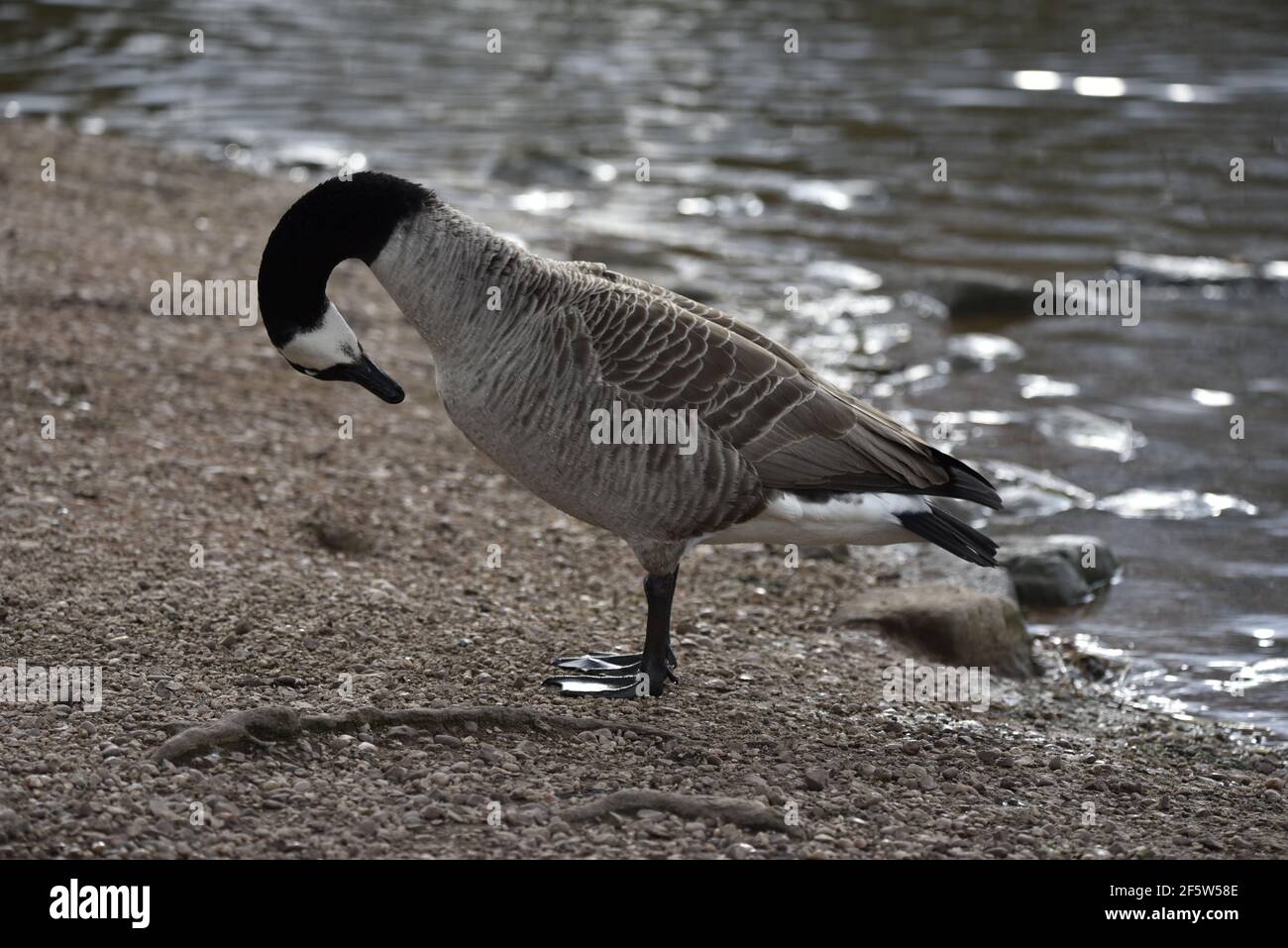 Kanadagans (Branta canadensis) im linken Profil gegen sonnenbeschienenen Lake Edge, Preening, im Frühjahr in Großbritannien Stockfoto