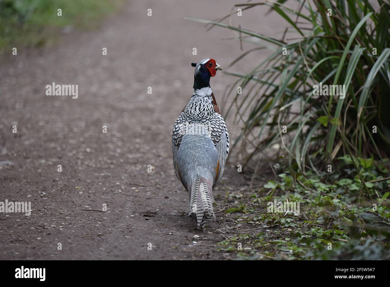 Gewöhnlicher männlicher Fasan (Phasianus colchicus), der im Frühjahr mit dem Kopf nach rechts auf einem Pfad in einem Naturschutzgebiet in Staffordshire, Großbritannien, wanderte Stockfoto