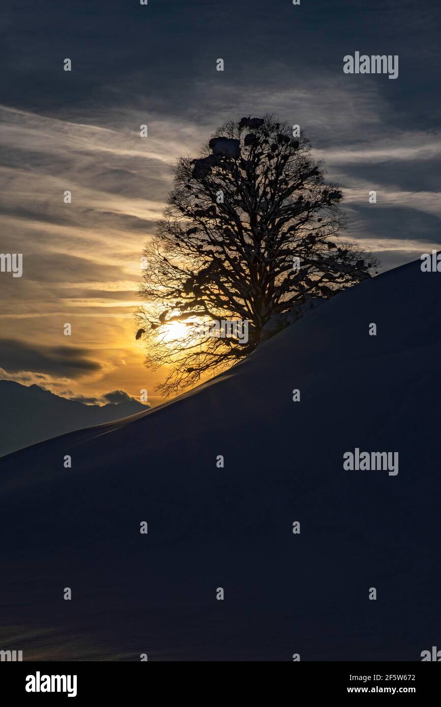 Lindenbaum im Winter, ohne Blätter, Sonnenuntergang, Tirol, Österreich Stockfoto