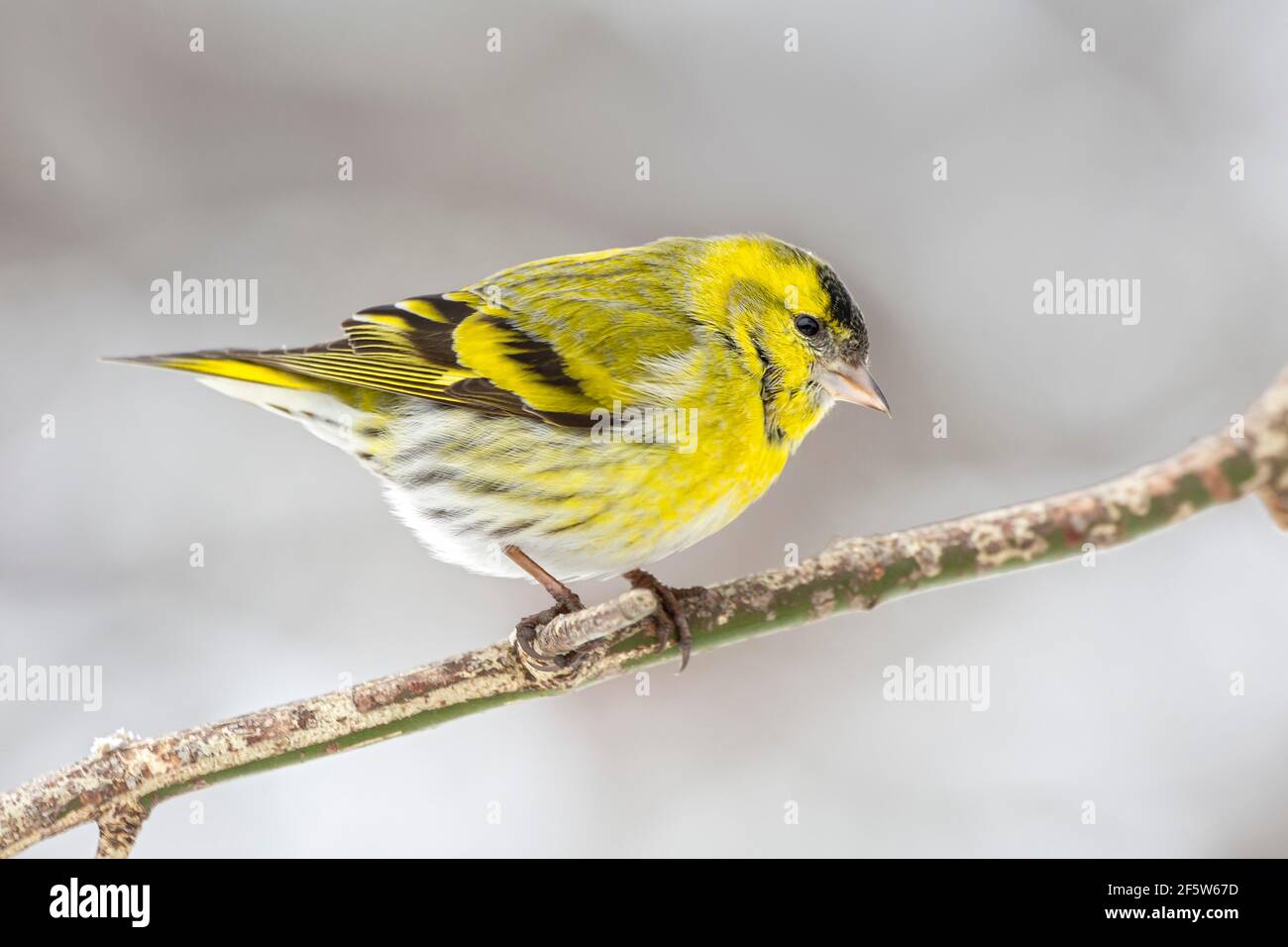 Eurasischer Siskin (Carduelis spinus), männlich, auf Ast sitzend, Tirol, Österreich Stockfoto