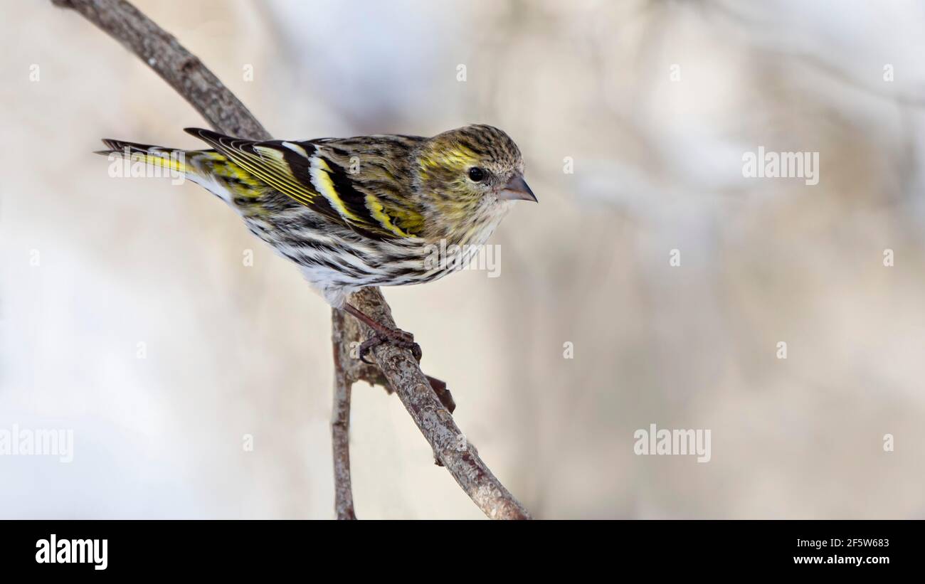Eurasische Siskin (Carduelis spinus), weiblich, sitzend auf Ast, Tirol, Österreich Stockfoto