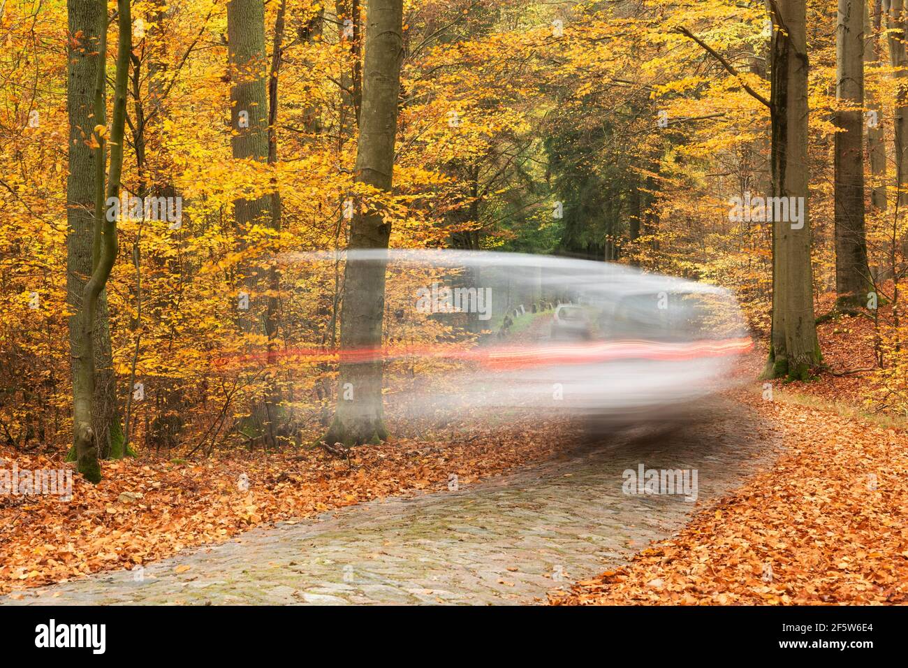 Autofahren auf schmaler Kopfsteinpflasterstraße durch Wald im Herbst, Feldberger Seenlandschaft, Mecklenburg-Vorpommern, Deutschland Stockfoto