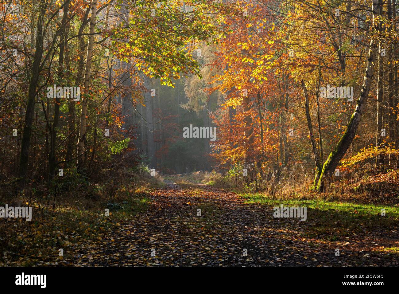 Wanderweg durch Mischwald im Herbst, Nationalpark Kellerwald-Edersee, Hessen, Deutschland Stockfoto