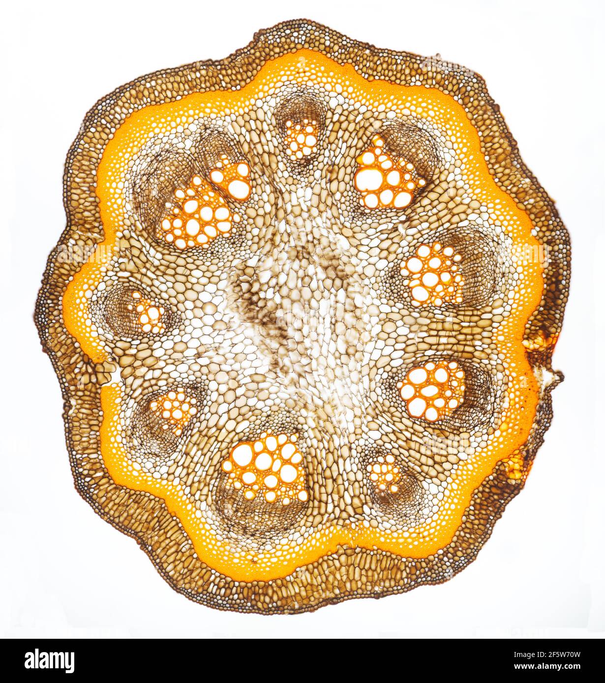 Europäisches Geburtswort n Stockfoto