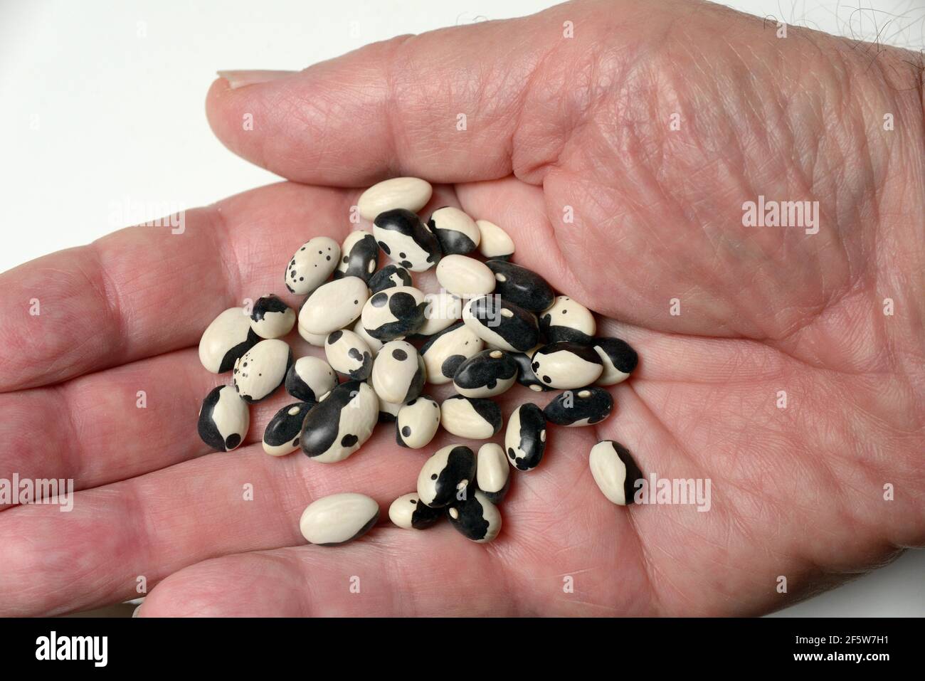 Getrocknete Buschbohnen in der Hand, Yin Yang Bohnen, Deutschland Stockfoto