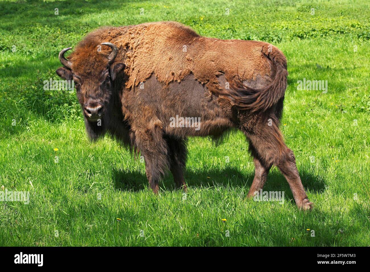 Bison, Europäischer Bison (Bison bonasus), Bulle im Schuppen, Gefangener, Deutschland Stockfoto