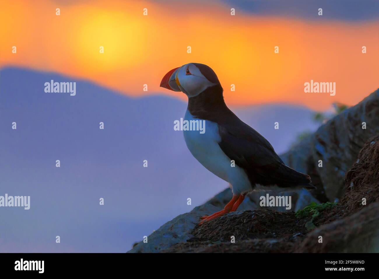 Puffin (Fratercula arctica), Abendlicht, Hornoya, Varanger, Norwegen Stockfoto