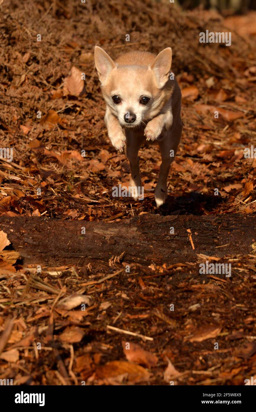 Chihuahua, männlich, erwachsen, 12 Jahre alt Stockfoto