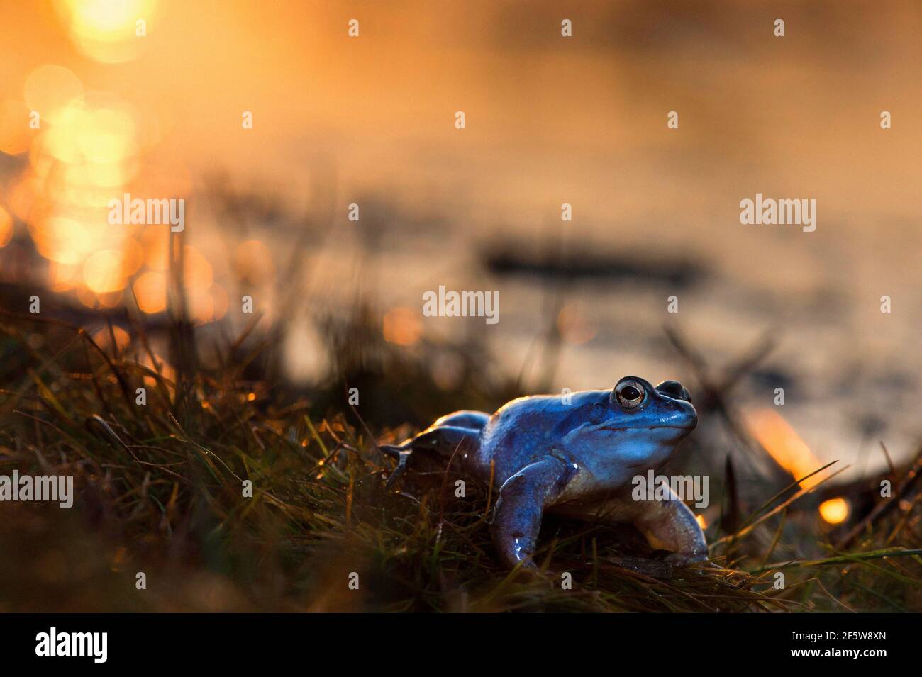 Moorfrosch, Männchen in Paarungszeit, Teich, Bayern Deutschland Stockfoto