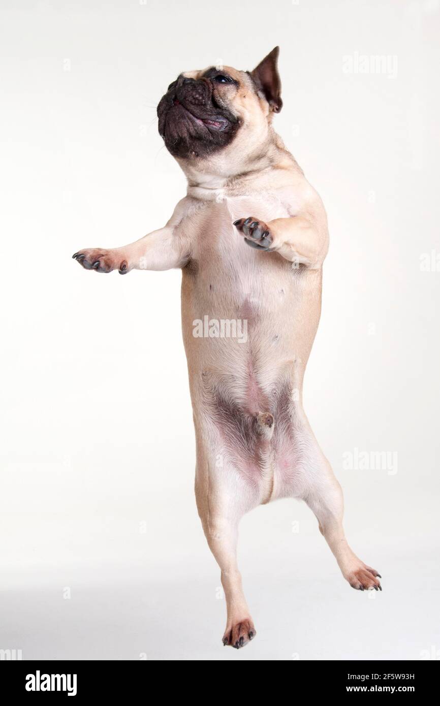 Rüde, französische Bulldogge, Springen Stockfoto