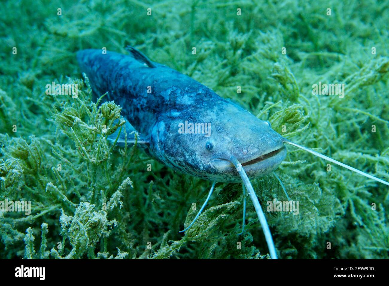 Wels-Wels (Silurus glanis) Stockfoto