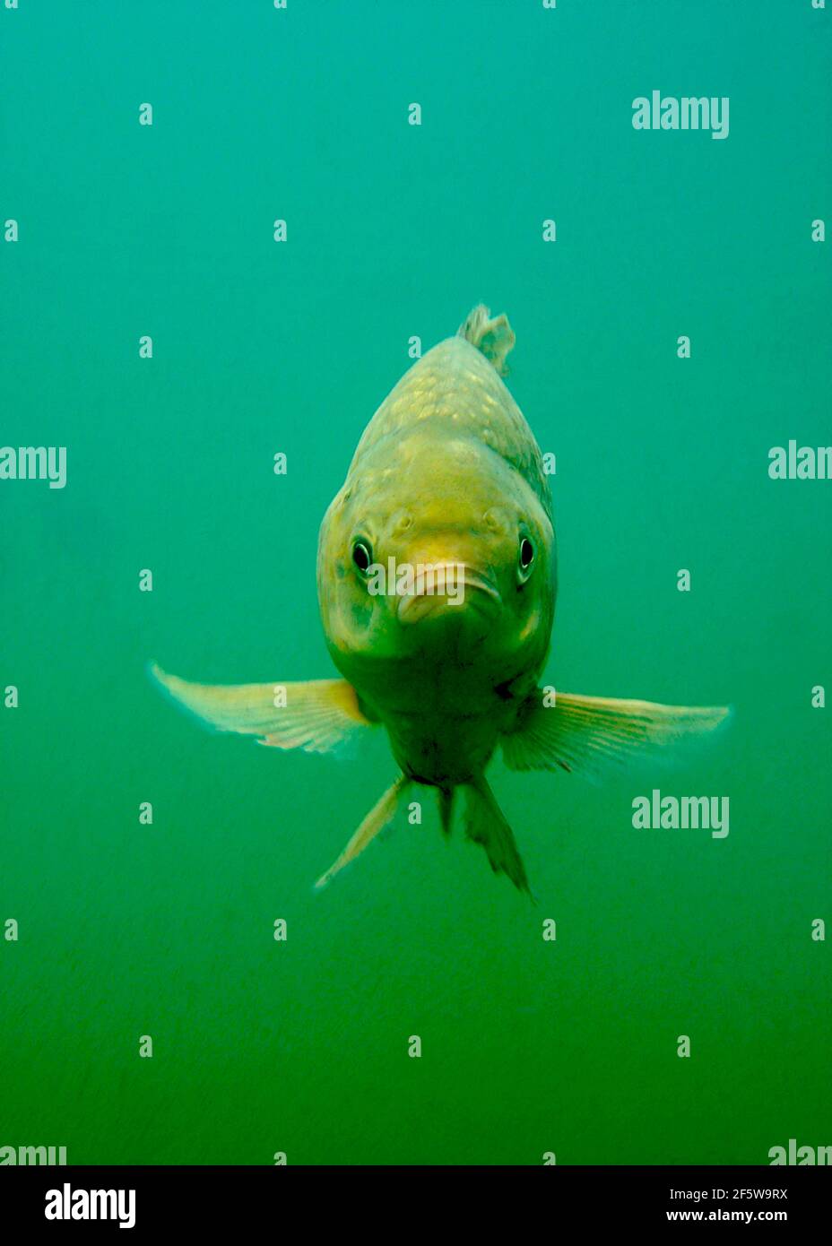 Giebel, Baden-Württemberg (Carassius auratus gibelio), Deutschland Stockfoto
