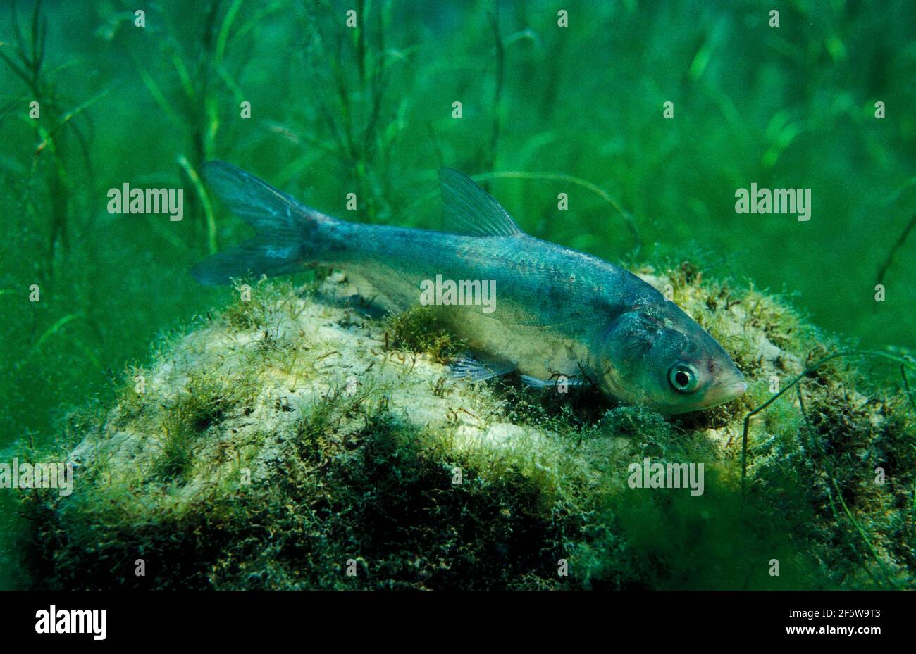 Silberkarpfen (Hypophthalmichthys molitrix) Stockfoto