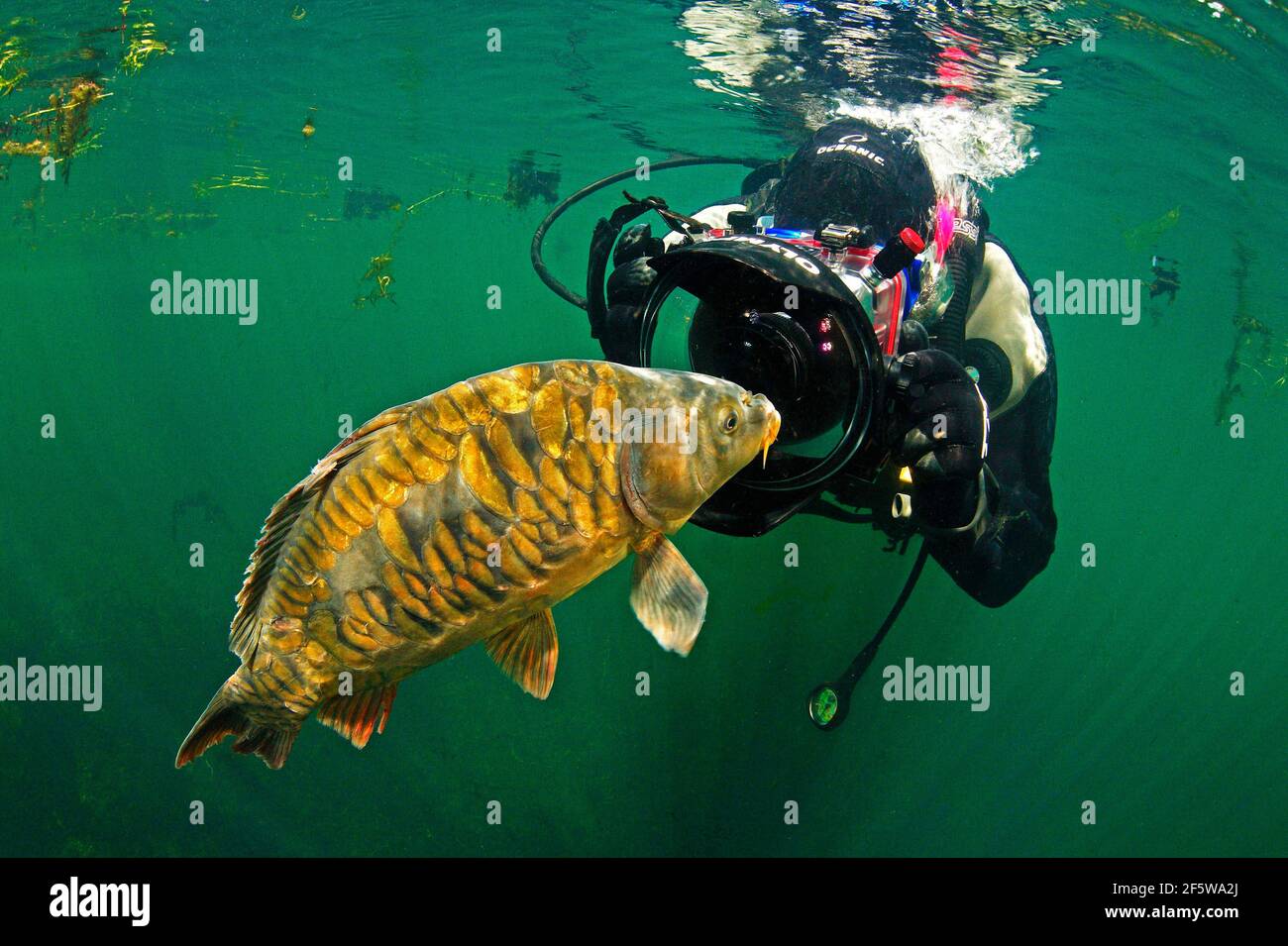 Taucher mit Karpfen (Cyprinus carpio), Baden-Württemberg, Deutschland Stockfoto