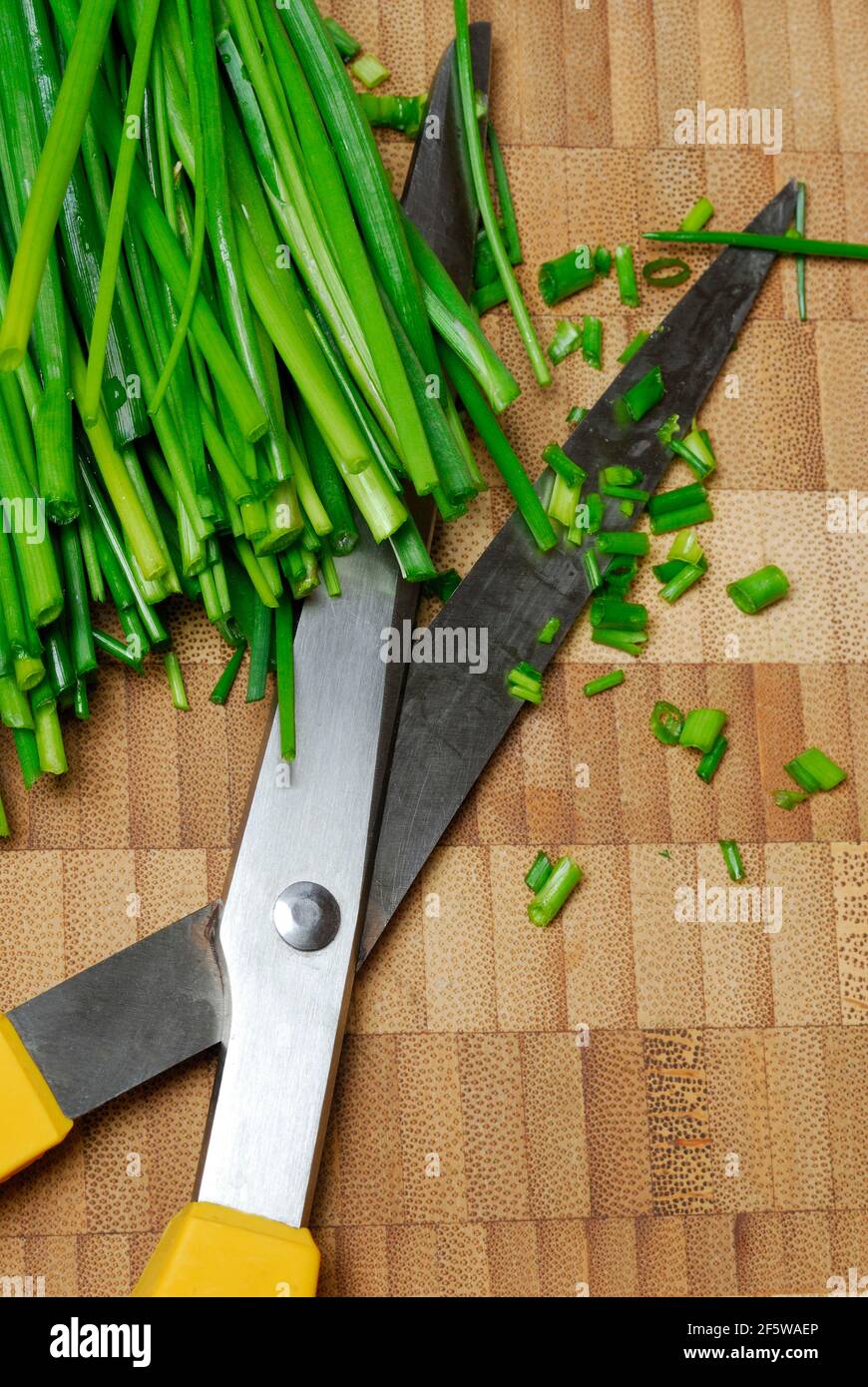 Schnittlauch in Rollen mit Küchenschere geschnitten (Allium schoenoprasum) Stockfoto