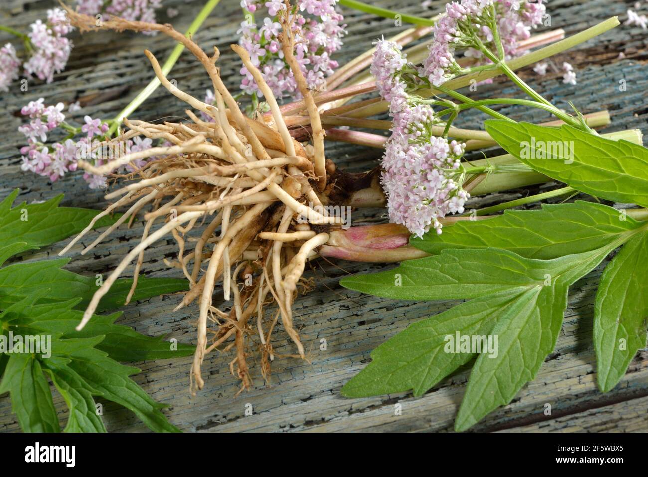 Echte Baldrian (Valeriana officinalis), Wurzeln, Blätter, Blume / Stockfoto