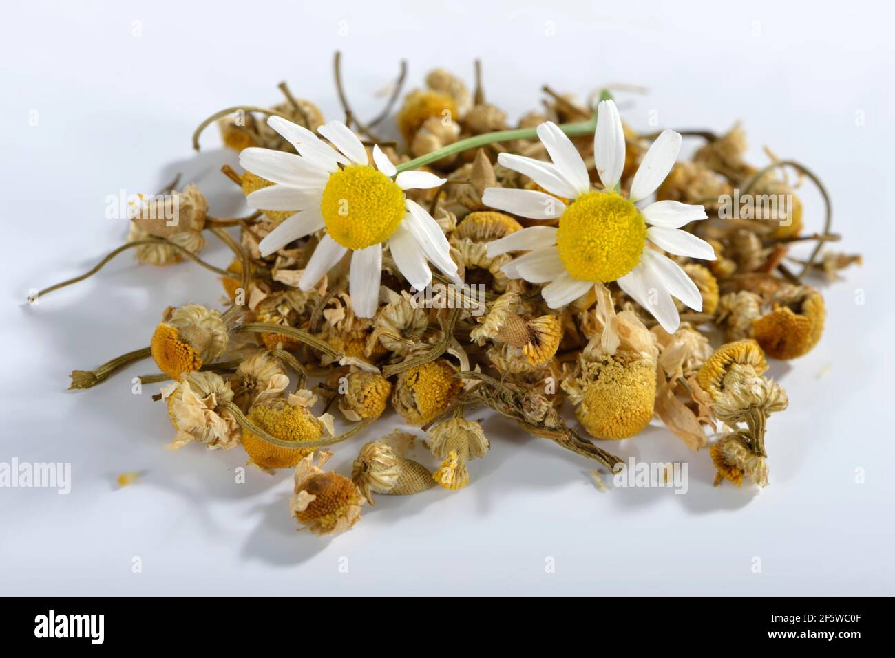 Kamille (Matricaria Chamomilla) Stockfoto