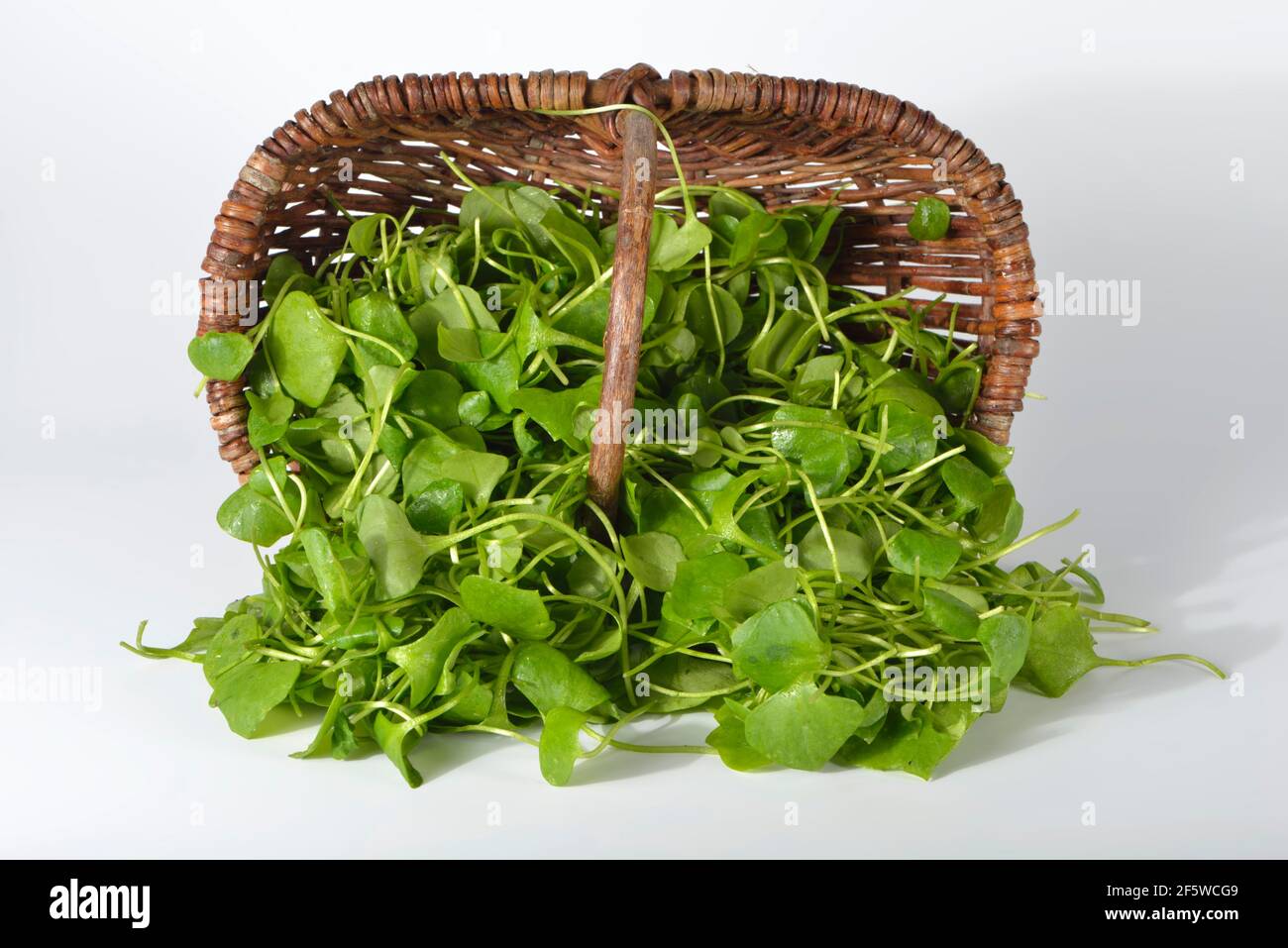 Winterpurslane, gewöhnliches Tellenkraut, kubanischer Spinat, Postelein, Bergmann-Kopfsalat (Claytonia perfoliata) Stockfoto
