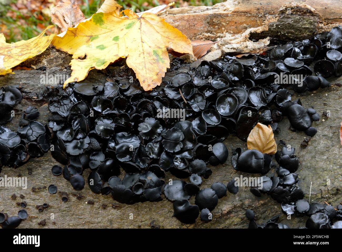 Schwarze Hexenbutter (Exidia truncata) Stockfoto