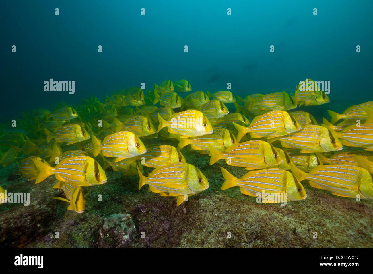 Schwarm Panama-Ferkel, Anisotremus taeniatus, Cabo Pulmo Marine National Park, Baja California Sur, Mexiko Stockfoto