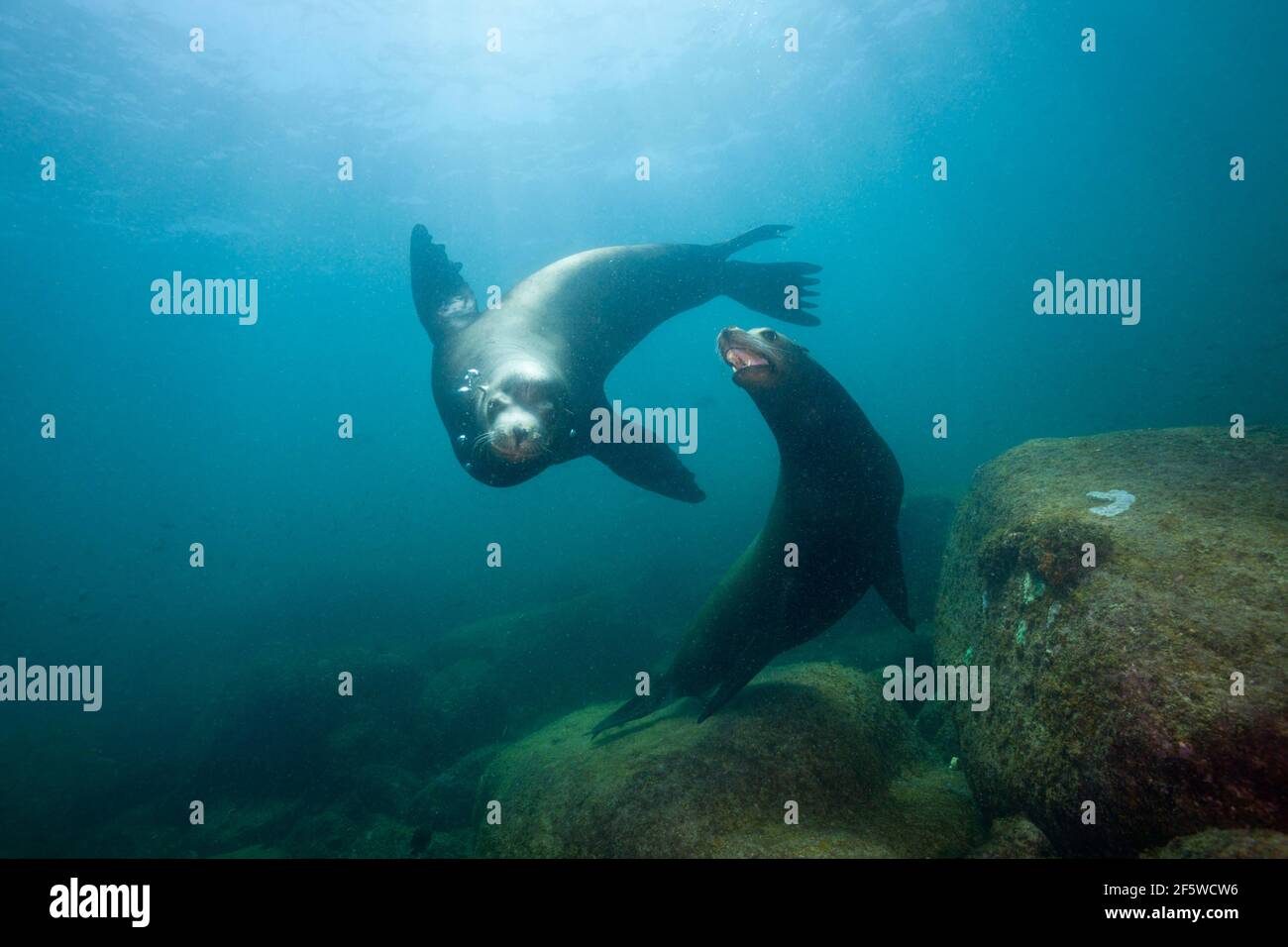 Kalifornische Seelöwen (Zalophus californianus), Cabo Pulmo National Park, Baja California Sur, Mexiko Stockfoto