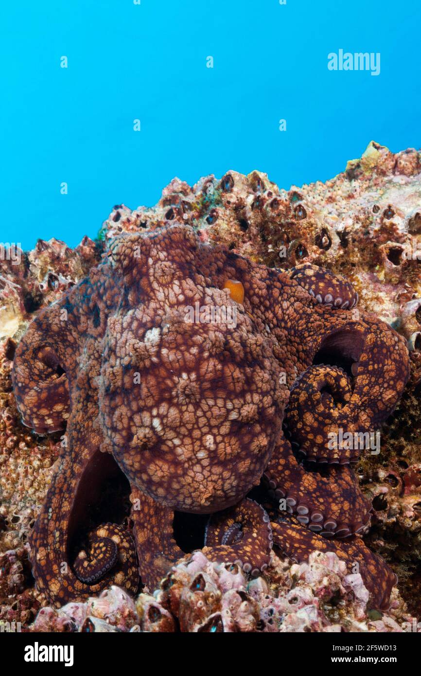 Tintenfisch (Octopus vulgaris), Socorro, Revillagigedo-Inseln, Mexiko Stockfoto