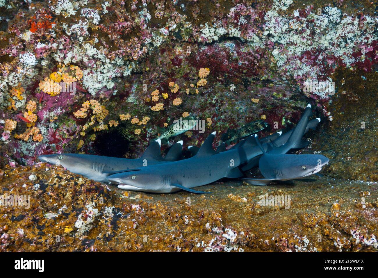 Weißtip-Riffhai (Triaenodon obesus) in Cave, Roca Partida, Revillagigedo-Inseln, Mexiko Stockfoto